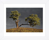Split Oak (Framed) -  David Lorenz Winston - McGaw Graphics