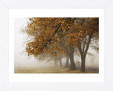 Fog in Fall (Framed) -  David Lorenz Winston - McGaw Graphics