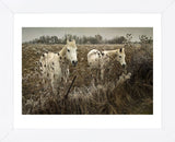 White Horses (Framed) -  David Lorenz Winston - McGaw Graphics