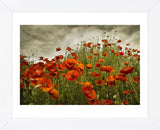 Bobbi’s Poppies (Framed) -  David Lorenz Winston - McGaw Graphics