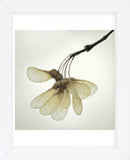 Maple Seedpods (Framed) -  David Lorenz Winston - McGaw Graphics