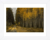 Wood River Aspens (Framed) -  David Lorenz Winston - McGaw Graphics