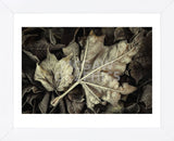 Frosted Leaves (Framed) -  David Lorenz Winston - McGaw Graphics