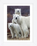 Churchill Polar Bears (Framed) -  Art Wolfe - McGaw Graphics