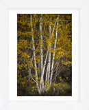 Aspens (Framed) -  David Lorenz Winston - McGaw Graphics