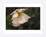 Romenya Coulteri Poppy (Framed) -  David Lorenz Winston - McGaw Graphics