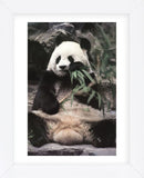 Giant Panda (Framed) -  Art Wolfe - McGaw Graphics