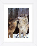 Boreal Interlude, Canada  (Framed) -  Art Wolfe - McGaw Graphics