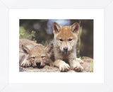 Spring Wolf Pups  (Framed) -  Art Wolfe - McGaw Graphics