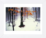 Quiet Woods (Framed) -  David Lorenz Winston - McGaw Graphics