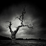 The Last Tree -  Marcin Stawiarz - McGaw Graphics