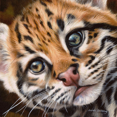 Ocelot Kitten -  Sarah Stribbling - McGaw Graphics