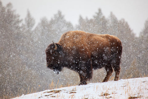 Bison in Snow -  Jason Savage - McGaw Graphics