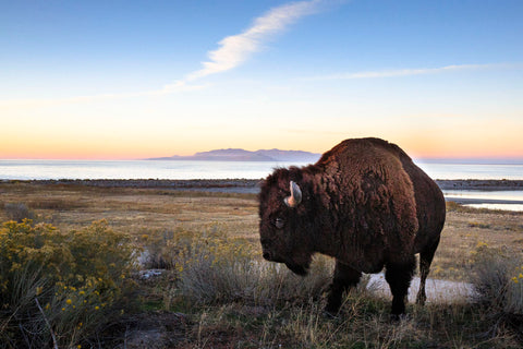 Utah Bison -  Jason Savage - McGaw Graphics