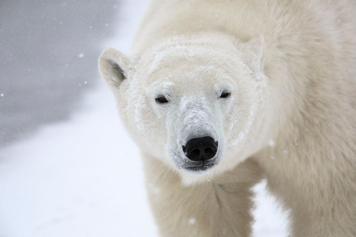 レストレーション　ハードウェア　MCM カクテルシェーカー　Polar Bear Polar Bear | McGaw Graphics