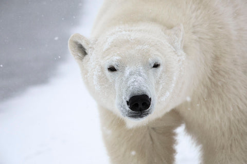 Polar Bear -  Jason Savage - McGaw Graphics