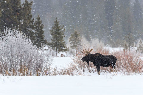 Yellowstone Moose -  Jason Savage - McGaw Graphics