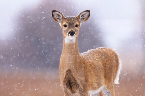 Winter White-tailed Deer -  Jason Savage - McGaw Graphics
