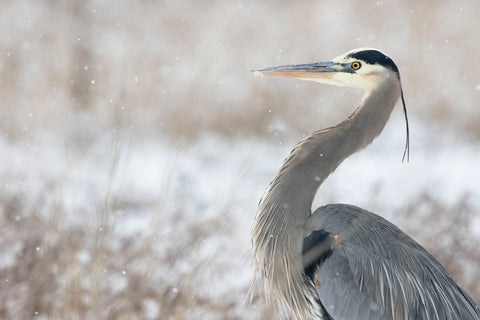 Great Blue Heron -  Jason Savage - McGaw Graphics