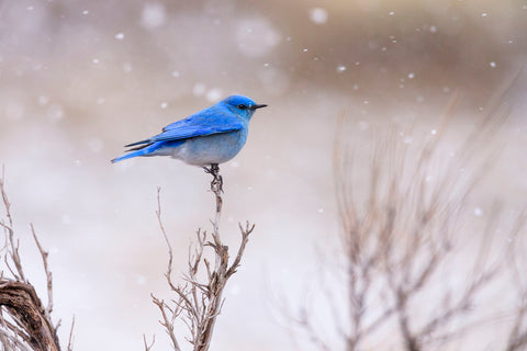 Yellowstone Bluebird -  Jason Savage - McGaw Graphics