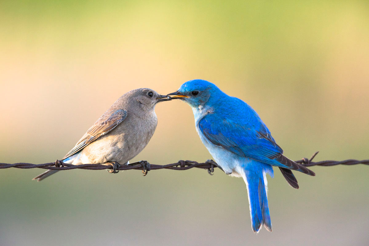 S2653_1200x.jpg?v=1599034410