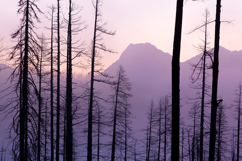 Glacier National Park Forest -  Jason Savage - McGaw Graphics