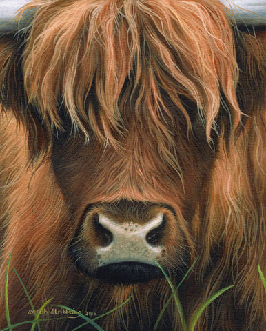 Cow Portrait -  Sarah Stribbling - McGaw Graphics