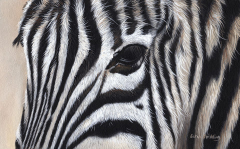 Zebra Eyes -  Sarah Stribbling - McGaw Graphics