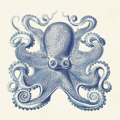 Octopus I -  Sparx Studio - McGaw Graphics