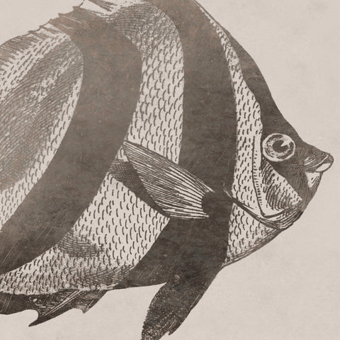 Vintage Fish I -  Sparx Studio - McGaw Graphics