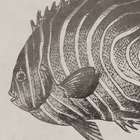 Vintage Fish II -  Sparx Studio - McGaw Graphics