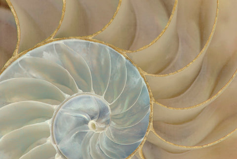 Soft Nautilus -  Sparx Studio - McGaw Graphics