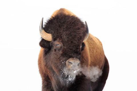 Winter Bison, Yellowstone -  Jason Savage - McGaw Graphics