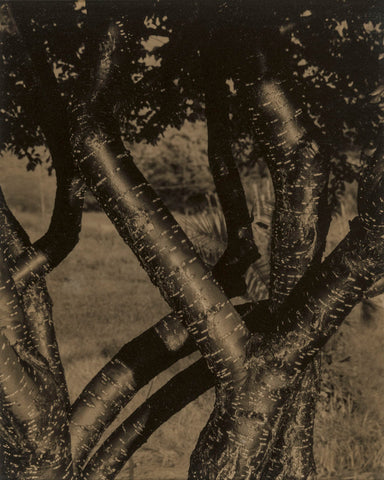 Dancing Trees, 1922