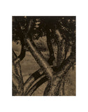 Dancing Trees, 1922