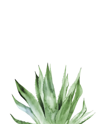 Agave I -  Ann Solo - McGaw Graphics