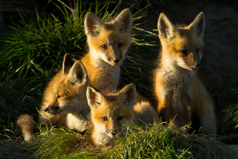 Red Fox Kits -  Jason Savage - McGaw Graphics