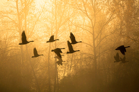 Geese in the Mist -  Jason Savage - McGaw Graphics