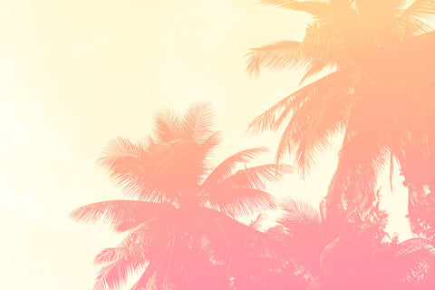Coconut Palm Trees -  Summer Photography - McGaw Graphics