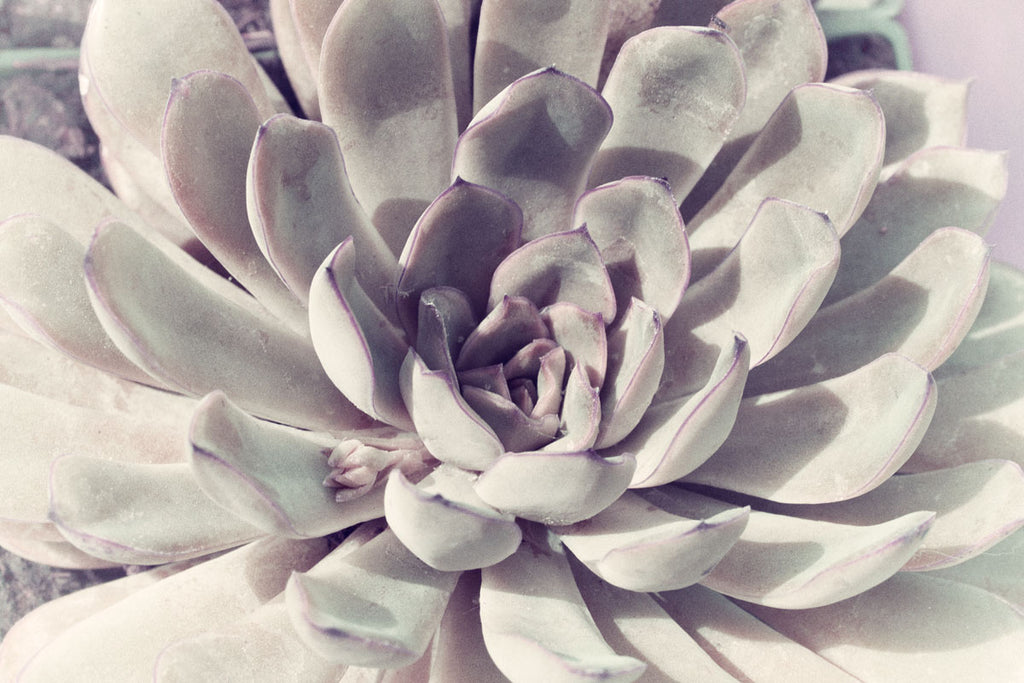 pale succulents Pale Succulent 24x36 image on 28x40 Giclée Paper