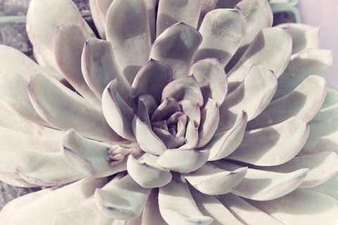 Pale Succulent -  Judy Stalus - McGaw Graphics