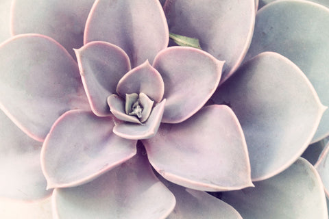 Purple Succulent -  Judy Stalus - McGaw Graphics