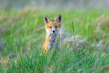 Red Fox Kits -  Jason Savage - McGaw Graphics