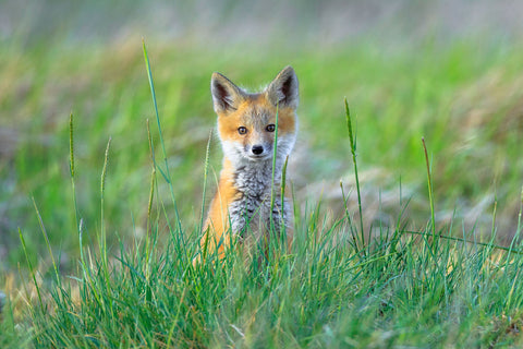 Red Fox Kits -  Jason Savage - McGaw Graphics