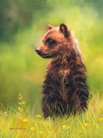 Brown Bear Cub -  Sarah Stribbling - McGaw Graphics