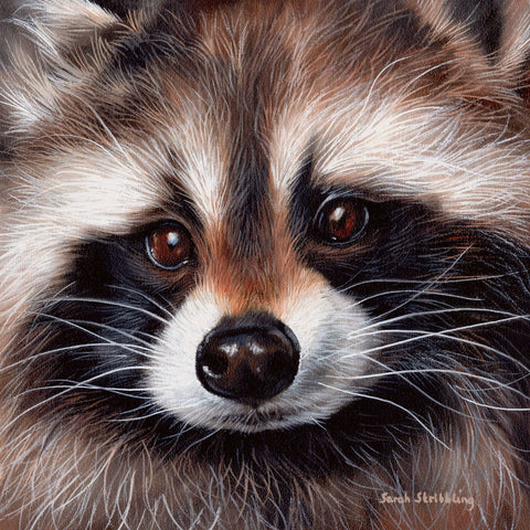 Raccoon -  Sarah Stribbling - McGaw Graphics