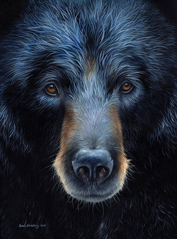 Black Bear -  Sarah Stribbling - McGaw Graphics