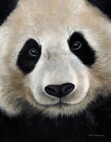 Giant Panda -  Sarah Stribbling - McGaw Graphics