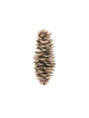 Pine Cone I -  Ann Solo - McGaw Graphics