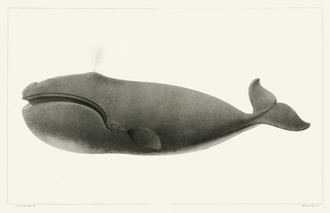 North Pacific Right Whale, 1872 -  Charles Melville Scammon - McGaw Graphics